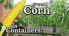 How to Grow Corn (NON-GMO) in SIP Self-Watering Containers (wicking totes) -Urban Garden Style!