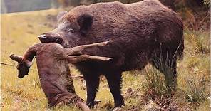 The invading wild boars: What is really happening in the USA?