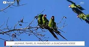 Descubre Jaumave, el santuario de la Guacamaya verde