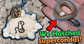 Cute Baby Hognose Snakes Hatching!