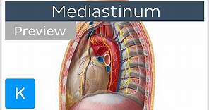 Mediastinum: Anatomy & Contents (preview) - Human Anatomy | Kenhub