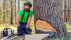 STEP-BY-STEP GUIDE TO CUTTING LARGE TREES