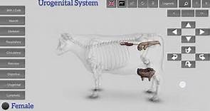 3D Anatomy of Cattle || Bovine anatomy ||