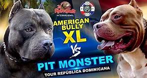 ¿Conoces las diferencias entre el American Bully XL y el Pit Monster de Brasil?