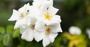 Musk Roses: Beautiful flowers, and the 'sweetest smell in the air' by far