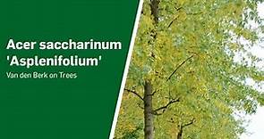 Acer saccharinum 'Asplenifolium' - Van den Berk on Trees