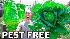 How to Grow Cabbage, Complete Growing Guide