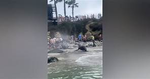 Video shows sea lions charging at beachgoers at La Jolla Cove in San Diego