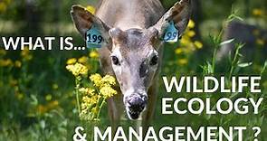 What is Wildlife Ecology & Management?