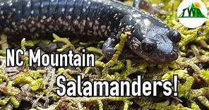 All About Salamanders!