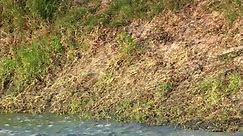 赞比西河：生命之源