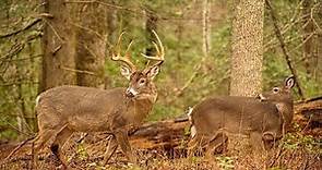 Whitetail Deer Buck and Doe Rut Behavior