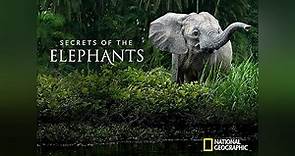 Secrets of the Elephants Season 1 Episode 1