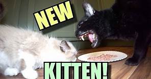 Talking Kitty Cat 65 - Meet The New Kitten!