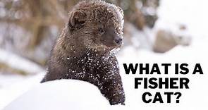 What is a fisher cat? Are fisher cats dangerous? Can a fisher cat kill a human?
