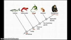 Cladograms - Betterlesson