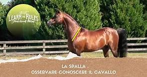 ♘ Cavalli || La Spalla || Conoscere - Osservare il Cavallo