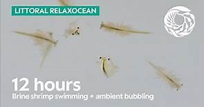 12 Hours of Bubbling Brine Shrimp at Monterey Bay Aquarium | Littoral Relaxocean