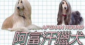 阿富汗獵犬介紹❗歷史,飼養,訓練,變種🔷