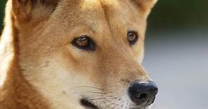 13 Wild Facts About Dingoes