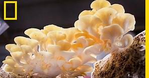 You Didn’t Know Mushrooms Could Do All This | National Geographic