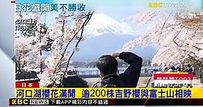 河口湖櫻花滿開 逾200株吉野櫻與富士山相映@newsebc