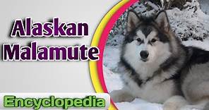 Alaskan Malamute - Video Encyclopedia