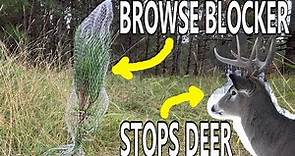 Best Way to Keep Deer from Eating Trees