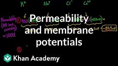 Permeability and membrane potentials | Circulatory system physiology | NCLEX-RN | Khan Academy