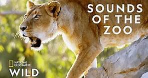 Animal Anthem of Taronga Zoo | Secrets of the Zoo Down Under