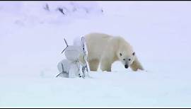 Polar Bear Rescues Our Blizzard Spy Camera | Polar Bear Spy on the Ice | BBC Earth