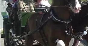 La sfilata delle carrozze con cavalli - Le prime carrozze - San Bernardo Ivrea 2022