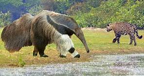 Predators Bypass Him. Giant Anteater Destroys Everything In Its Path.