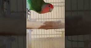 Canto pappagallo inseparabile allevato a mano maschio