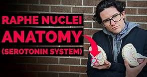 Raphe Nuclei | Serotonin System Anatomy