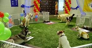 PUPS UNITED movie - video Dailymotion