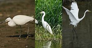 香港常見鷺鳥大、中、小白鷺怎分辨？　濕地公園教睇嘴、體型、腳趾 (13:45) - 20211107 - 熱點