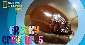 Termite Lays 150 Million Eggs I Freaky Creatures