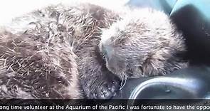 Our volunteer Hugh reminisces... - Aquarium of the Pacific