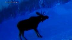 Doorbell camera captures Alaskan moose dropping antlers