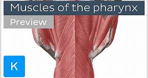 Muscles of the pharynx (preview) - Human Anatomy | Kenhub