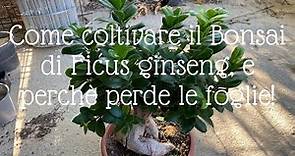 Bonsai Ficus ginseng: come curare il più famoso del bonsai, e perché PERDE LE FOGLIE