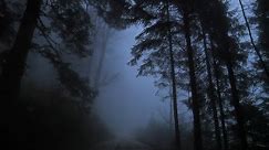 Virtual Drive Through The Dark and Foggy Forest / Rain and Thunder