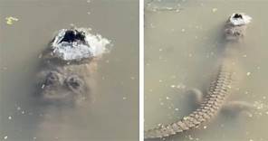 影╱寒流急凍！鱷魚在湖中遭「冰封」 靠這招保命 | 聯合新聞網