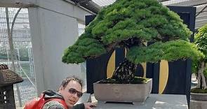 museo crespi bonsai