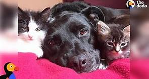 Pit Bull Who Misses Her Cat Falls In Love With Foster Kittens - ZUCA | The Dodo