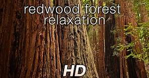 Redwood Forest Relaxation HD Video - Nature Sounds 1080p HD