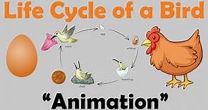 BIRD LIFE CYCLE | Animation