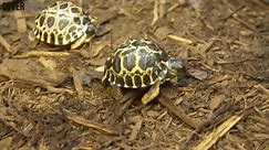 RAW VIDEO: Pickle Bundles Of Joy! Houston Zoo's 90-Year-Old Tortoise Becomes A First Time Dad