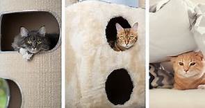 Top 15 Cat Furniture Ideas - Design, Protection & Comfort for Your Feline Friend